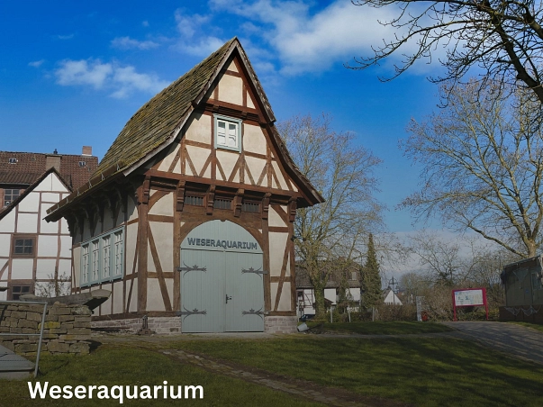 Weseraquarium.jpg Das Weseraquarium befindet sich in einem kleinen Fachwerkgebäude an der Weserpromenade mit gräulich brauner Fachwerkfassade und einem spitzen Dach. An der Front des Gebäudes befindet sich ein hellgrüne Holztor mit der Aufschrift „Weseraquarium“. An der Seite des Gebäudes sowie in der oberen Etage befinden sich Fenster.
Geleitet wird das Weseraquarium durch den gemeinnützigen Verein „Moby Dick“. © Samtgemeinde Bodenwerder-Polle/Rolf Sander
